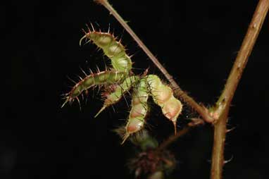 APII jpeg image of Mimosa pudica var. unijuga  © contact APII