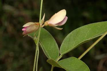 APII jpeg image of Galactia tenuiflora  © contact APII