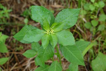 APII jpeg image of Euphorbia heterophylla  © contact APII