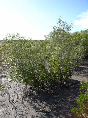 APII jpeg image of Avicennia marina subsp. eucalyptifolia  © contact APII