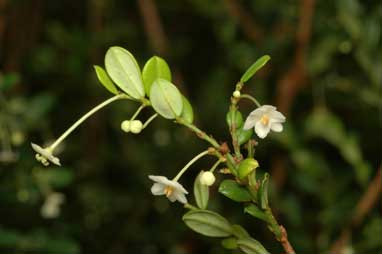 APII jpeg image of Synostemon albiflorus  © contact APII