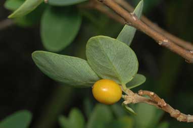 APII jpeg image of Wikstroemia indica  © contact APII