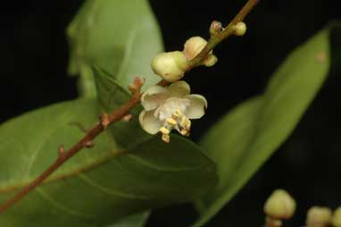 APII jpeg image of Cupaniopsis wadsworthii  © contact APII