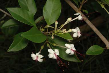 APII jpeg image of Clerodendrum inerme  © contact APII