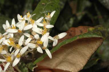 APII jpeg image of Olearia covenyi  © contact APII