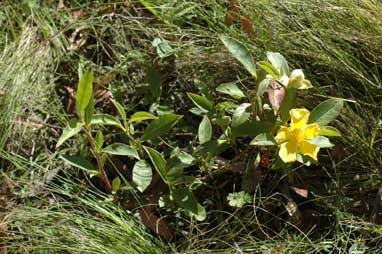 APII jpeg image of Hibbertia scandens  © contact APII