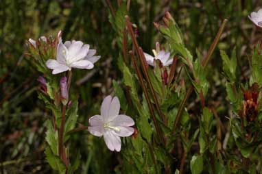 APII jpeg image of Epilobium billardiereanum subsp. hydrophilum  © contact APII