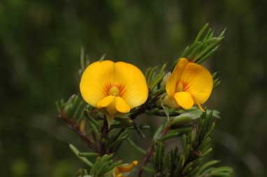 APII jpeg image of Pultenaea fasciculata  © contact APII