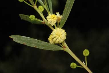 APII jpeg image of Acacia heteroclita  © contact APII