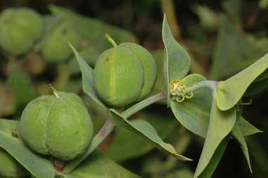 APII jpeg image of Euphorbia lathyris  © contact APII