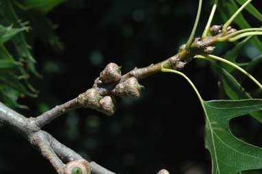 APII jpeg image of Quercus palustris  © contact APII