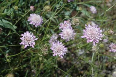 APII jpeg image of Scabiosa atropurpurea  © contact APII