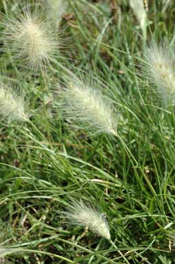 APII jpeg image of Pennisetum villosum  © contact APII