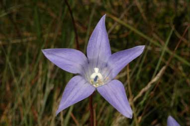 APII jpeg image of Wahlenbergia ceracea  © contact APII