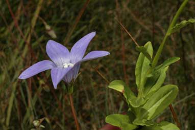 APII jpeg image of Wahlenbergia ceracea  © contact APII