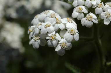 APII jpeg image of Achillea millefolium  © contact APII