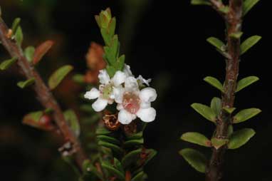 APII jpeg image of Baeckea diosmifolia  © contact APII