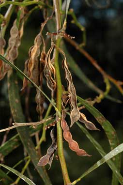 APII jpeg image of Acacia saligna  © contact APII