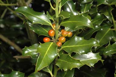 APII jpeg image of Ilex aquifolium  © contact APII