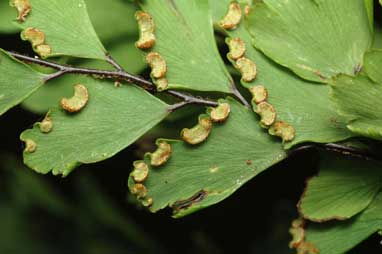 APII jpeg image of Adiantum formosum  © contact APII