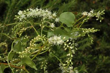 APII jpeg image of Anredera cordifolia  © contact APII