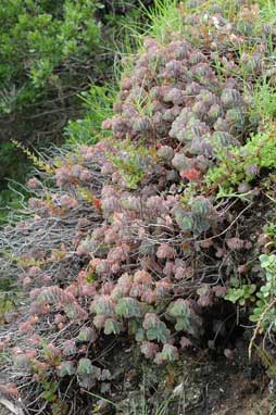 APII jpeg image of Kalanchoe fedtschenkoi  © contact APII