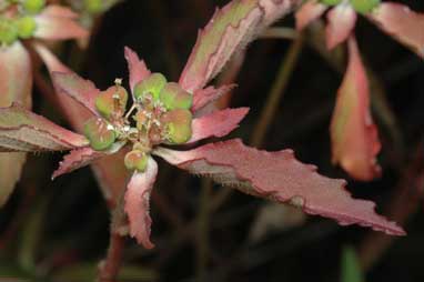 APII jpeg image of Euphorbia davidii  © contact APII