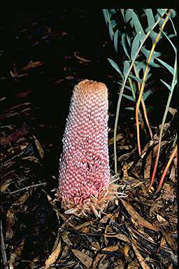 APII jpeg image of Banksia repens  © contact APII