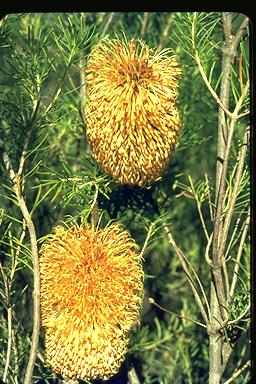 APII jpeg image of Banksia telmatiaea  © contact APII