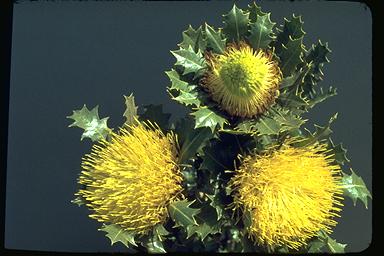 APII jpeg image of Banksia heliantha  © contact APII