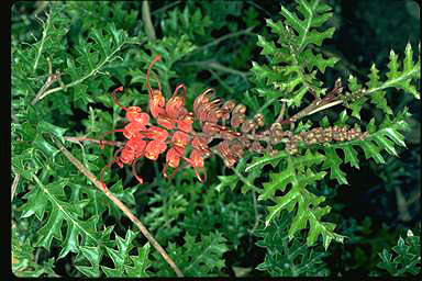 APII jpeg image of Grevillea bipinnatifida  © contact APII