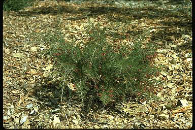 APII jpeg image of Grevillea glabella  © contact APII