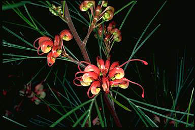 APII jpeg image of Grevillea johnsonii  © contact APII