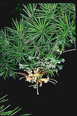 APII jpeg image of Grevillea juniperina  © contact APII