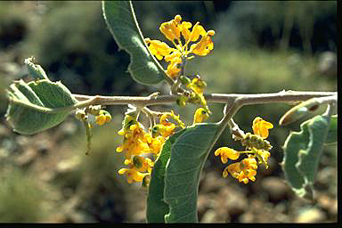 APII jpeg image of Grevillea miniata  © contact APII