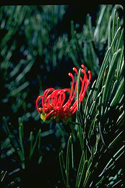 APII jpeg image of Grevillea nudiflora  © contact APII