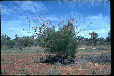 APII jpeg image of Grevillea petrophiloides  © contact APII