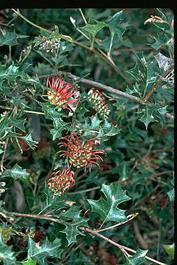 APII jpeg image of Grevillea steiglitziana  © contact APII