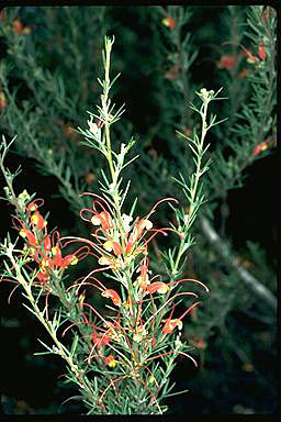 APII jpeg image of Grevillea tripartita  © contact APII