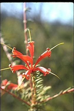 APII jpeg image of Lambertia ericifolia  © contact APII