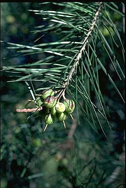 APII jpeg image of Persoonia linearis  © contact APII