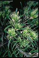 Hakea corymbosa - click for larger image