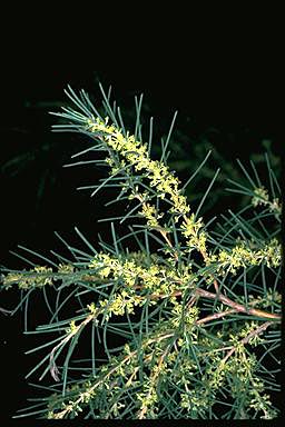 APII jpeg image of Hakea nodosa  © contact APII