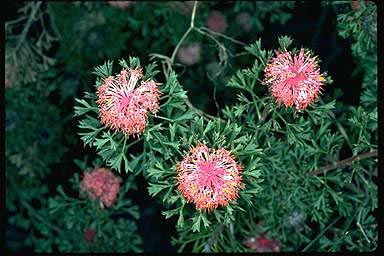 APII jpeg image of Isopogon dubius  © contact APII