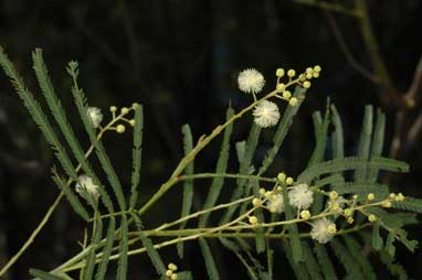 APII jpeg image of Acacia chrysotricha  © contact APII