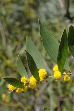 APII jpeg image of Acacia complanata  © contact APII