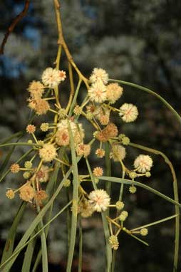 APII jpeg image of Acacia stenophylla  © contact APII