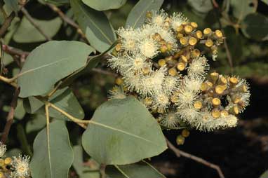 APII jpeg image of Corymbia peltata  © contact APII