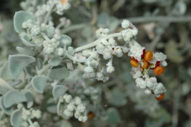 APII jpeg image of Chenopodium curvispicatum  © contact APII