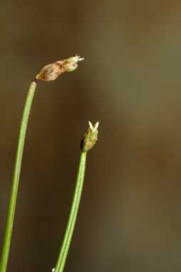 APII jpeg image of Isolepis cernua  © contact APII